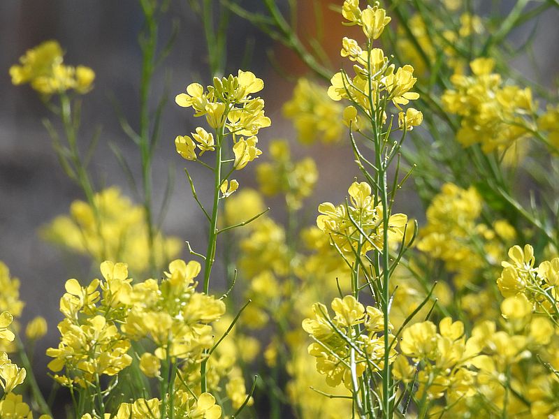 セイヨウカラシナ