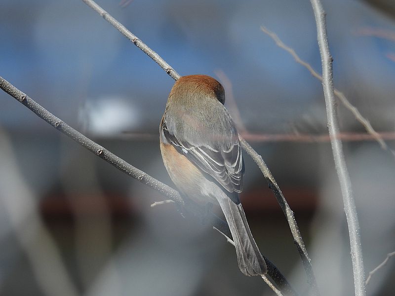 ラブリーソルジャーモズちゃん