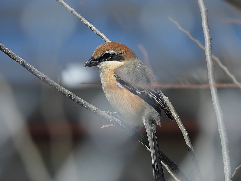 ラブリーソルジャーモズちゃん