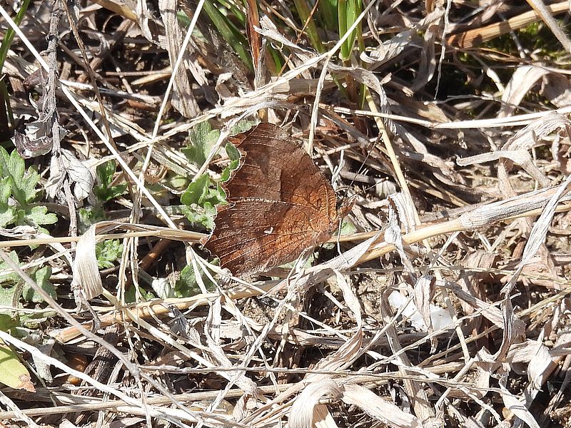 キタテハちゃん