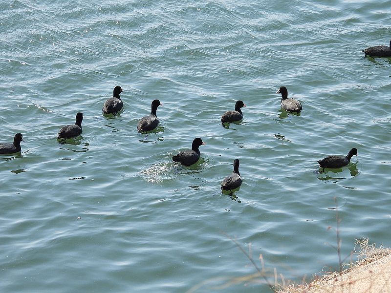 オオバンちゃん