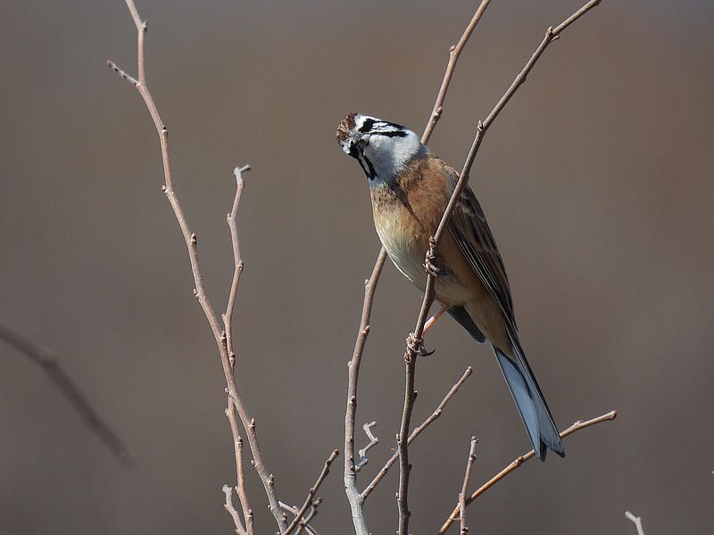 ホオジロちゃん