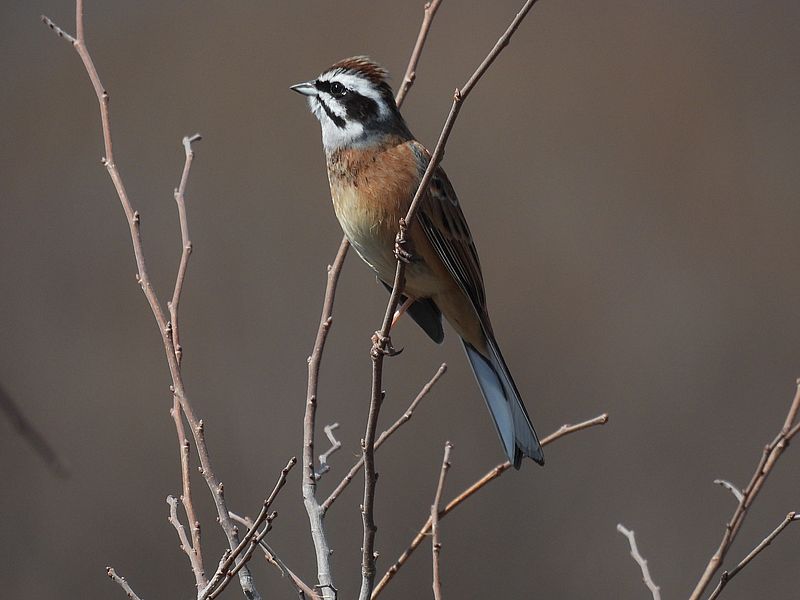 ホオジロちゃん