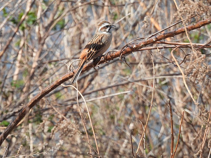 ホオジロちゃん