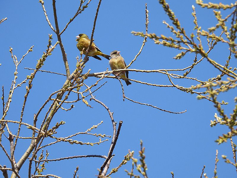 カワラヒワさん
