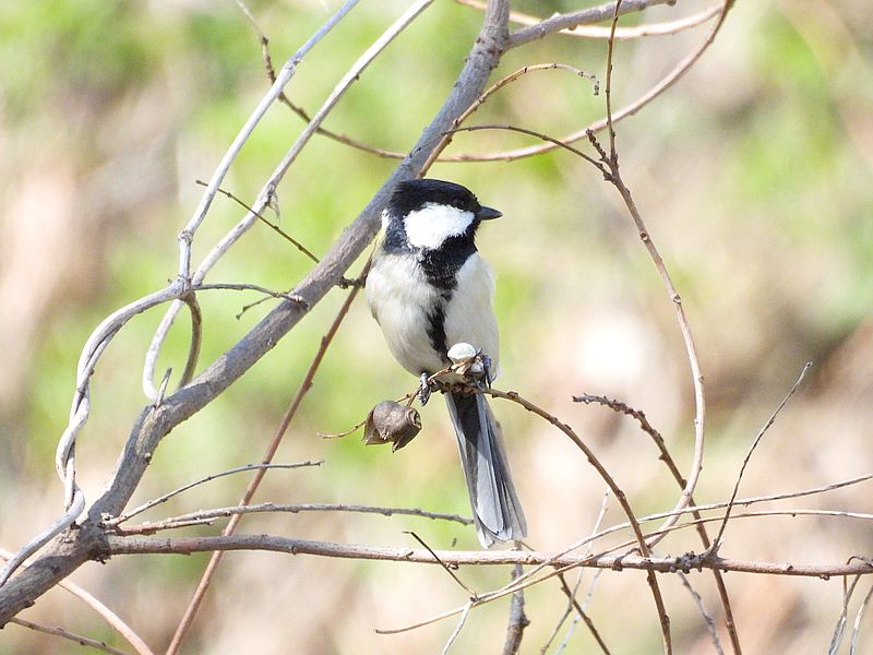 シジュウカラちゃん