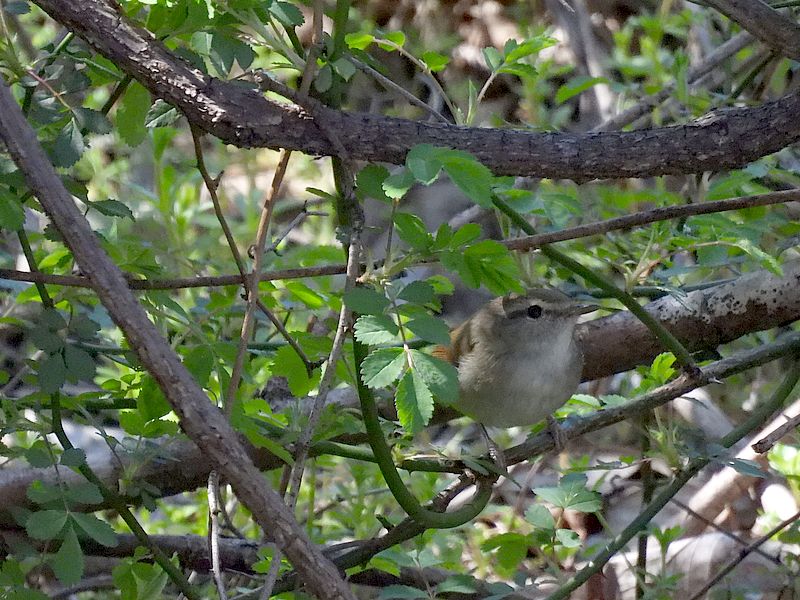ウグイスちゃん