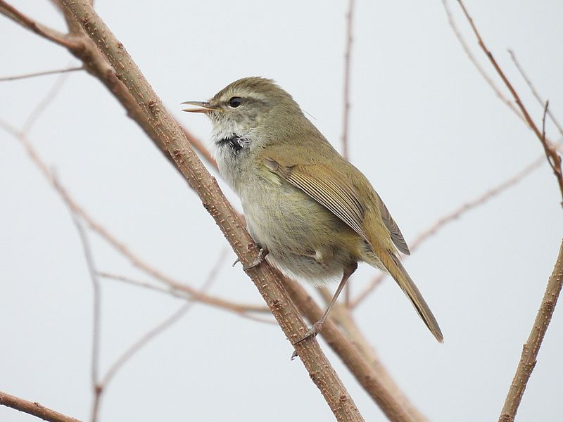 ウグイスちゃん