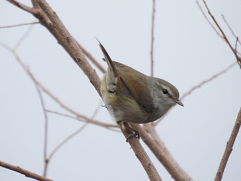 ウグイスちゃん
