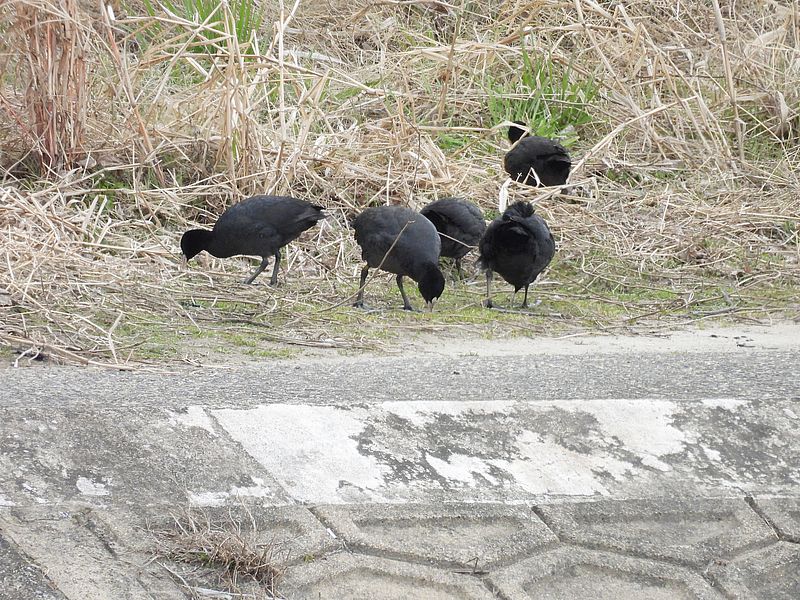 オオバンちゃん