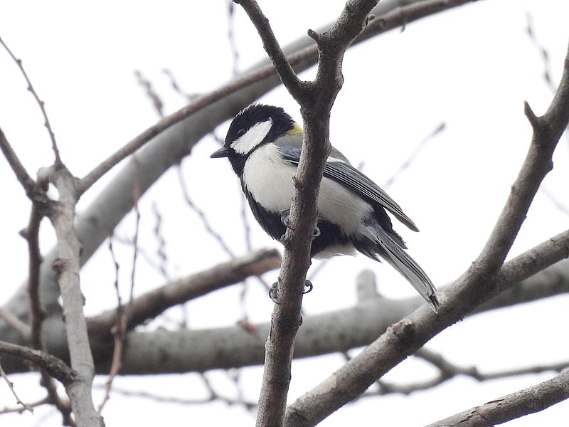 シジュウカラちゃん
