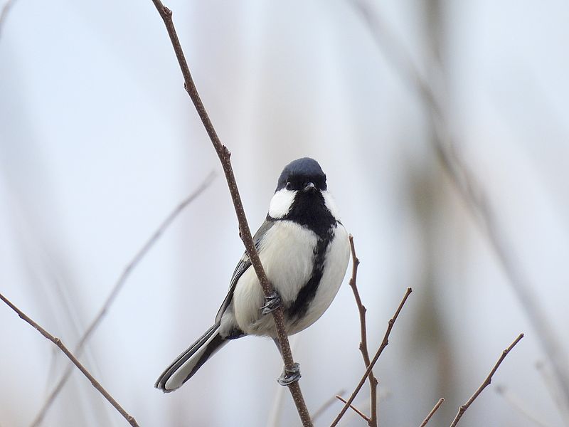 シジュウカラちゃん