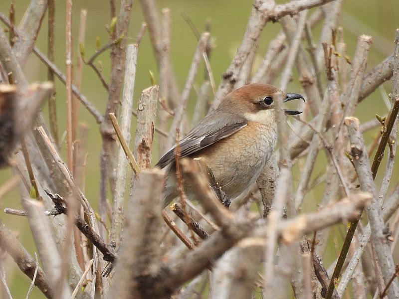 ラブリーエンジェルモズちゃん