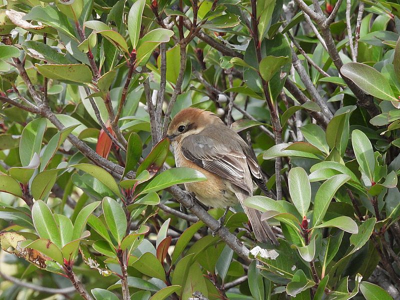 ラブリーエンジェルモズちゃん