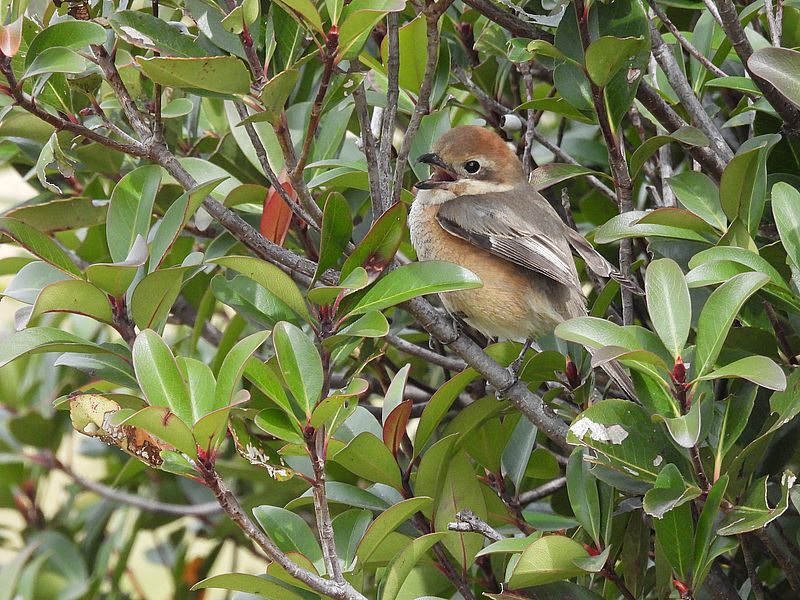 ラブリーエンジェルモズちゃん