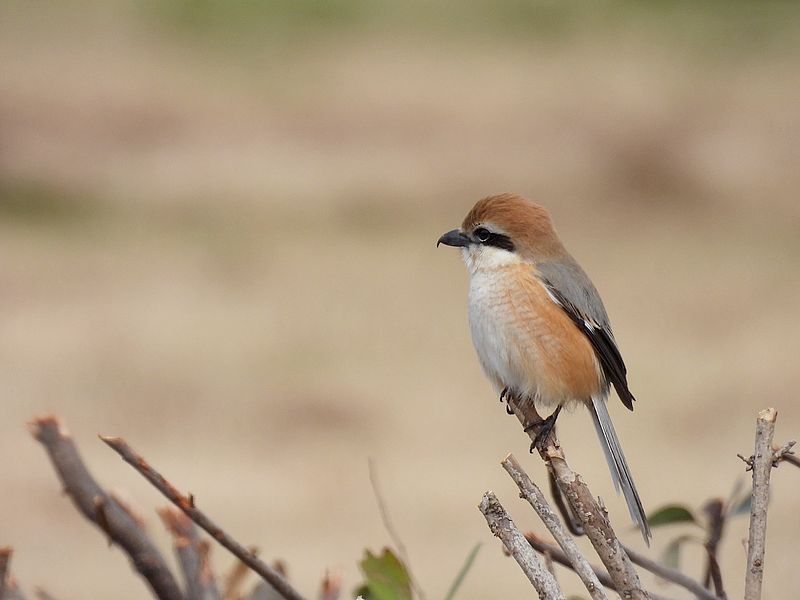 ラブリーソルジャーモズちゃん