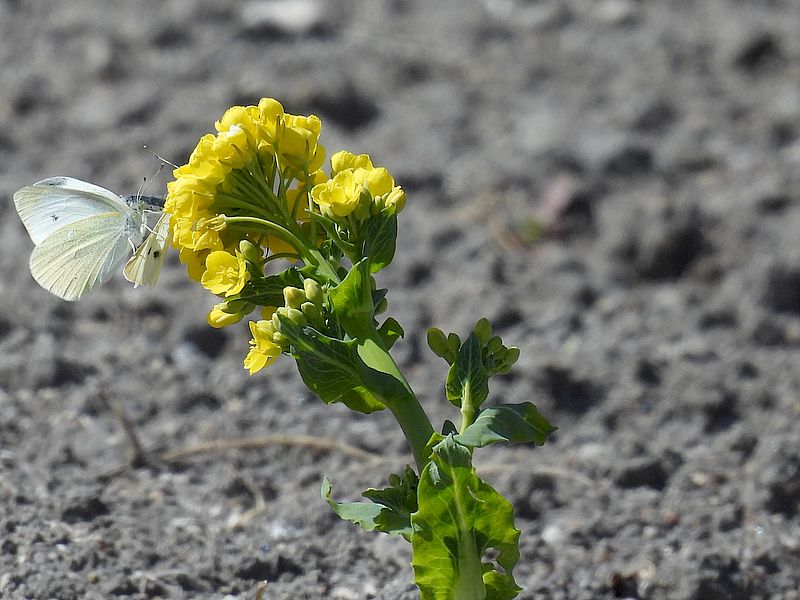 モンシロちゃん