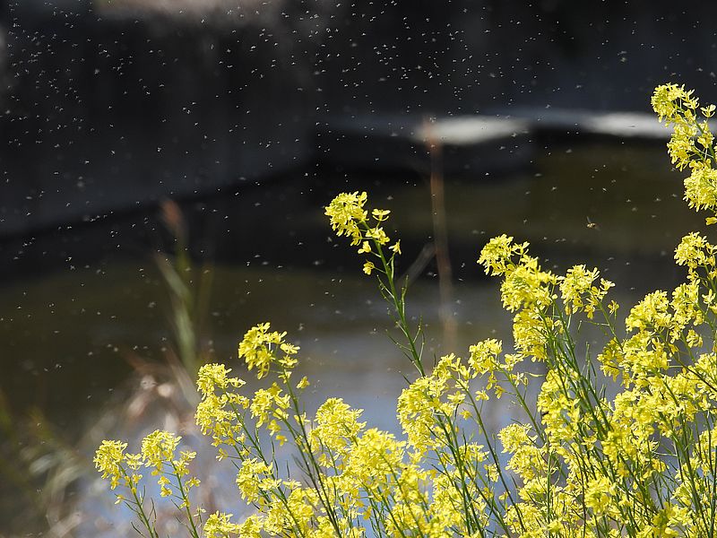 カラシナとユスリカ