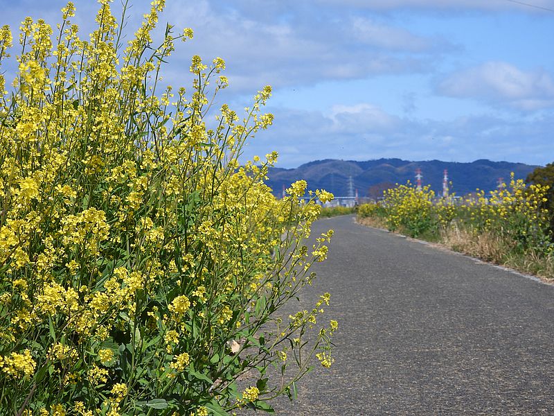 セイヨウカラシナ