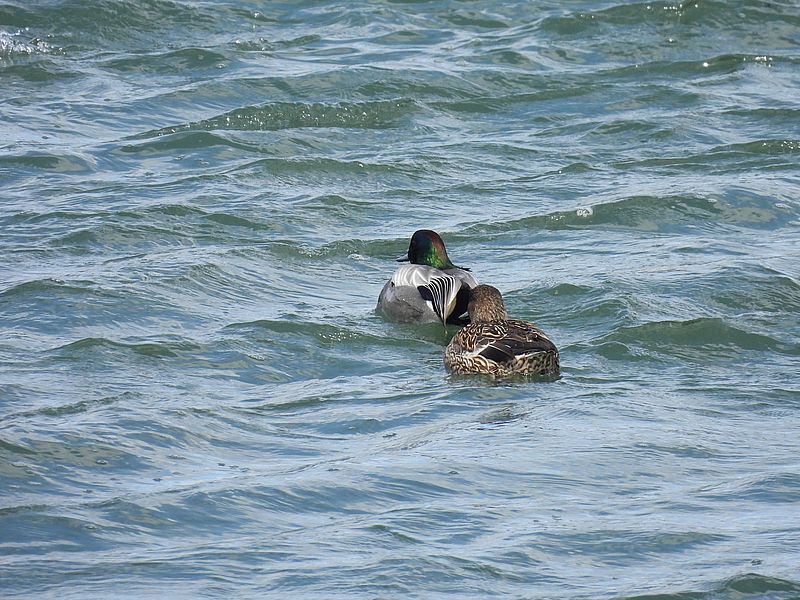 ヨシガモちゃんご夫妻