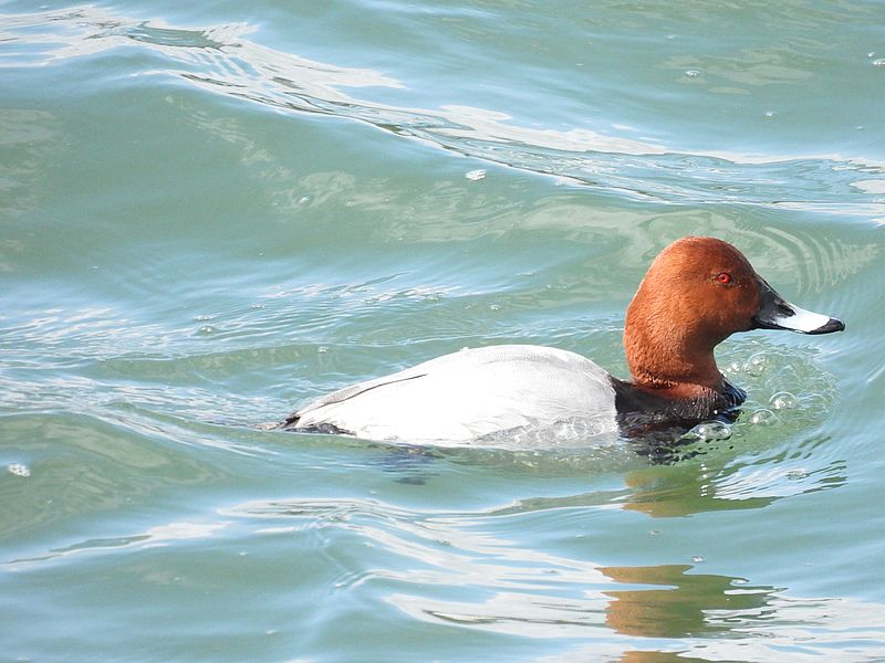 ホシハジロちゃん