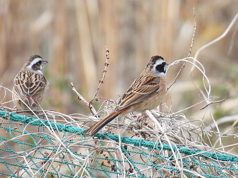 ホオジロちゃんご夫妻