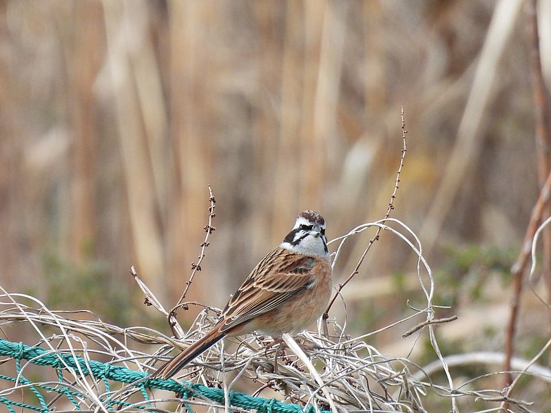ホオジロちゃん