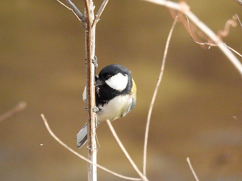 シジュウカラちゃん