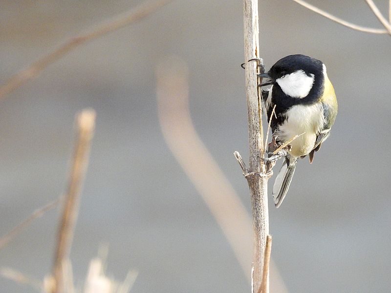 シジュウカラちゃん