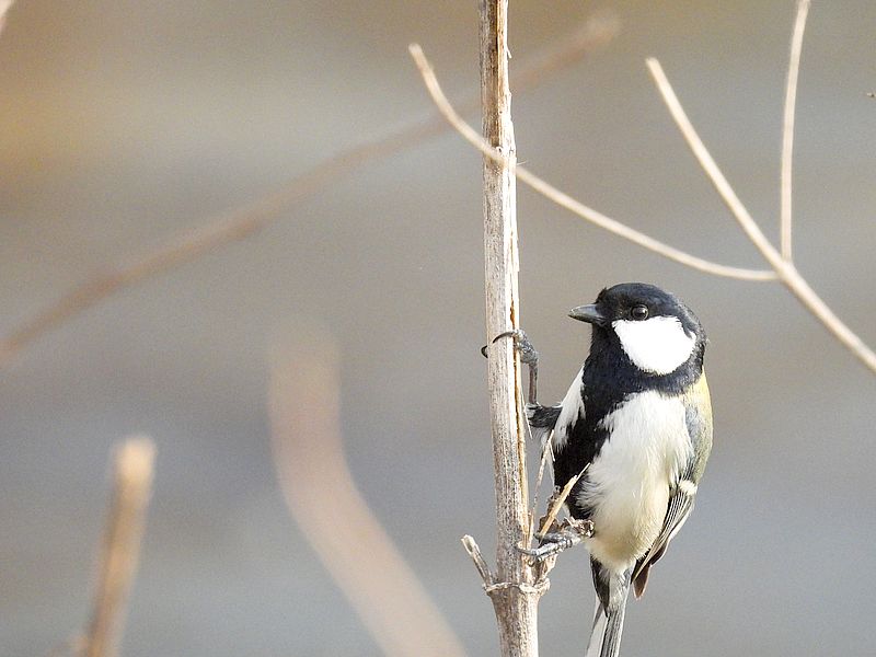 シジュウカラちゃん