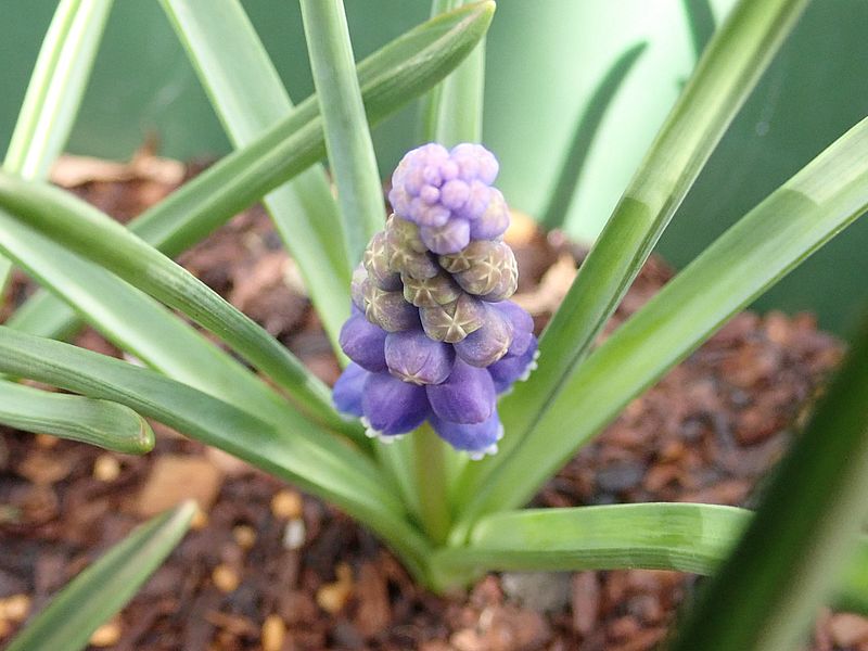 ムスカリちゃん