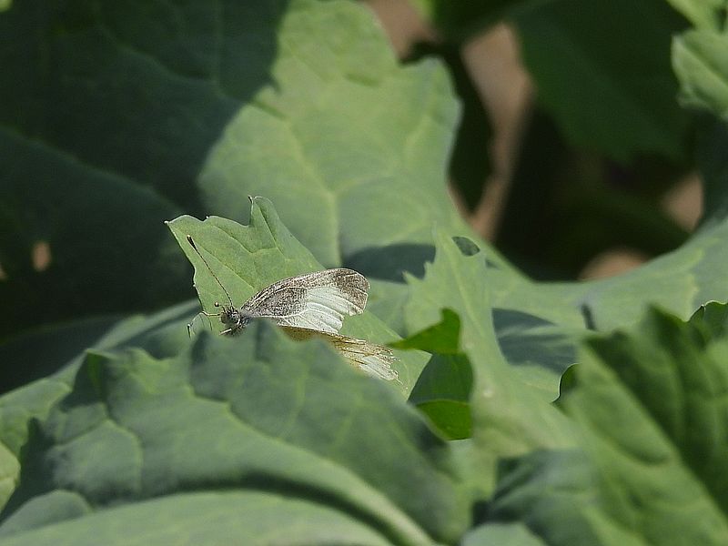 モンシロちゃん