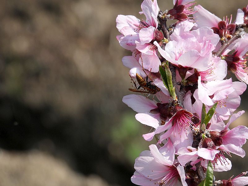 アシナガバチさん