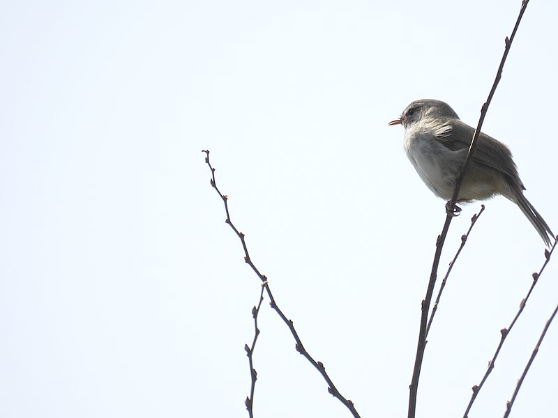 ウグイスちゃん