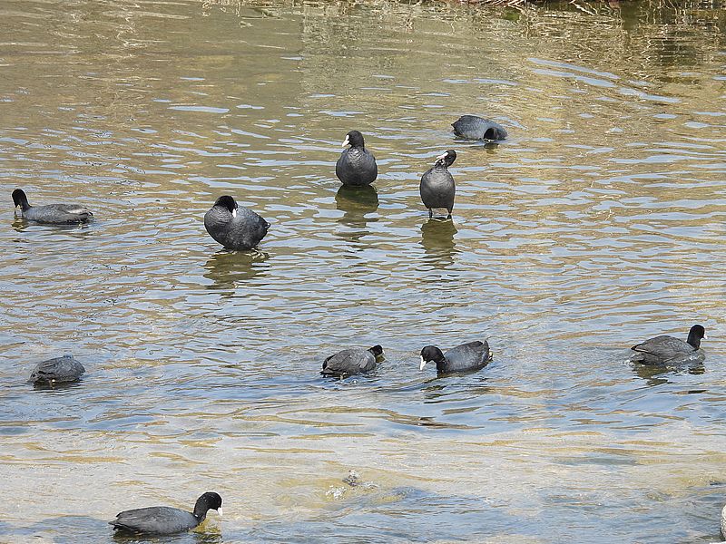 オオバンちゃん