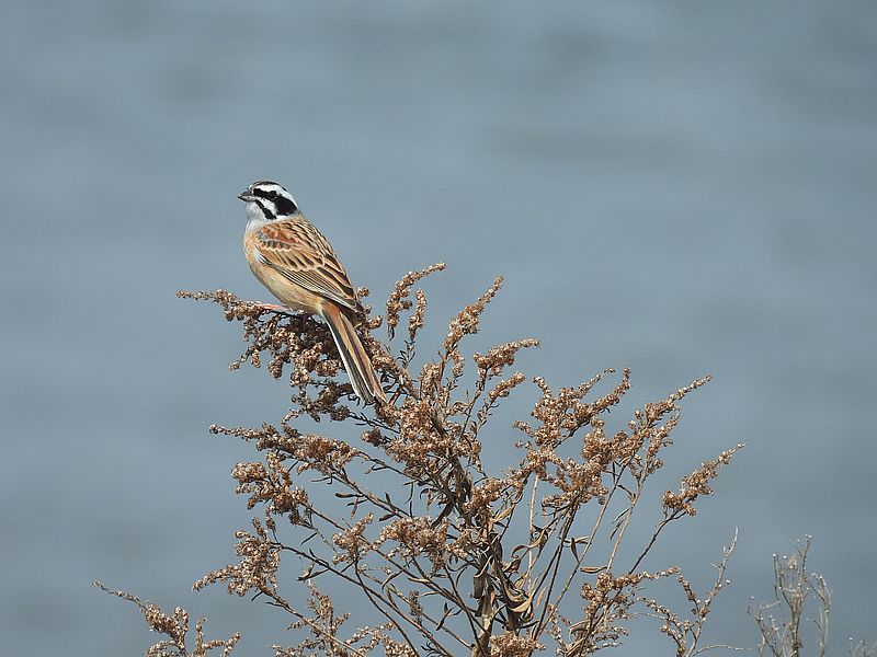 ホオジロちゃん