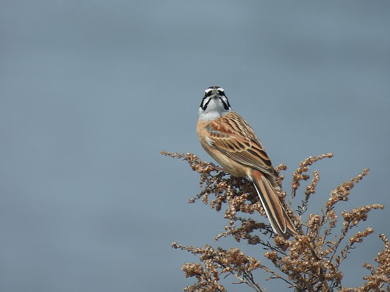 ホオジロちゃん
