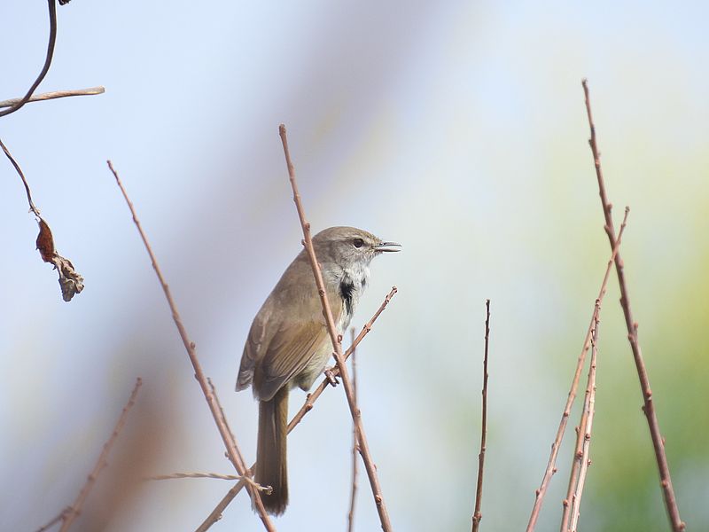 ウグイスちゃん