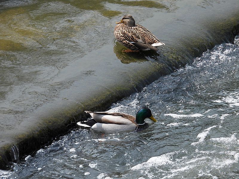 アイガモちゃん