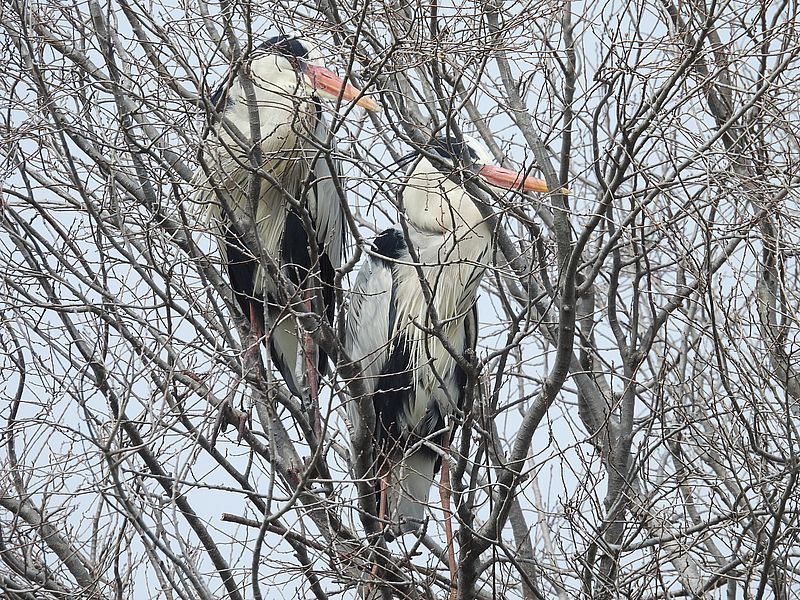 アオサギ先生ご夫妻