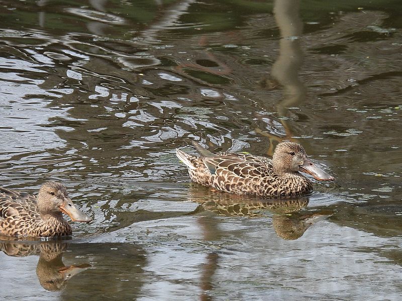 ハシビロ子ちゃん