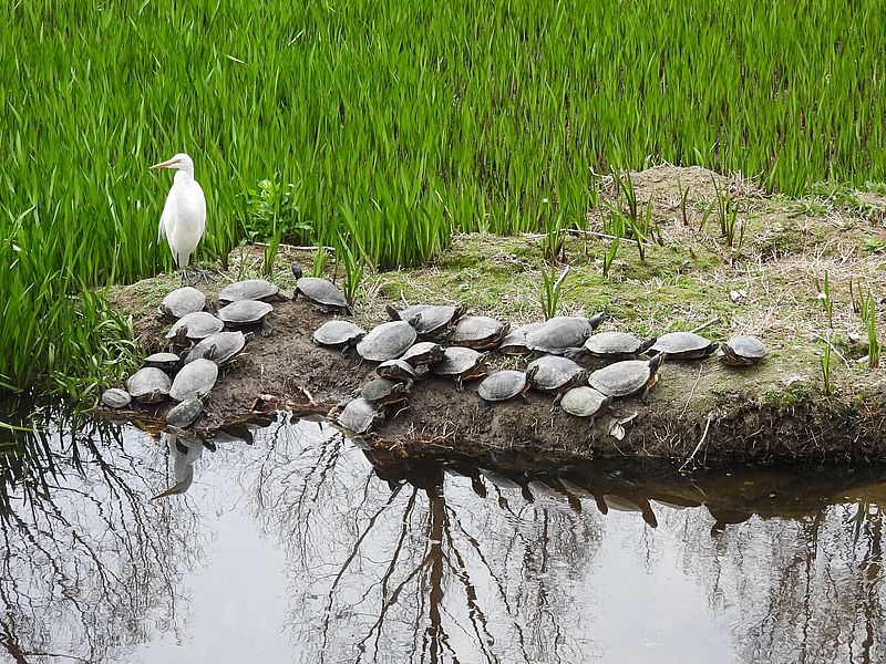 ダイサギちゃんとアカミミガメちゃん