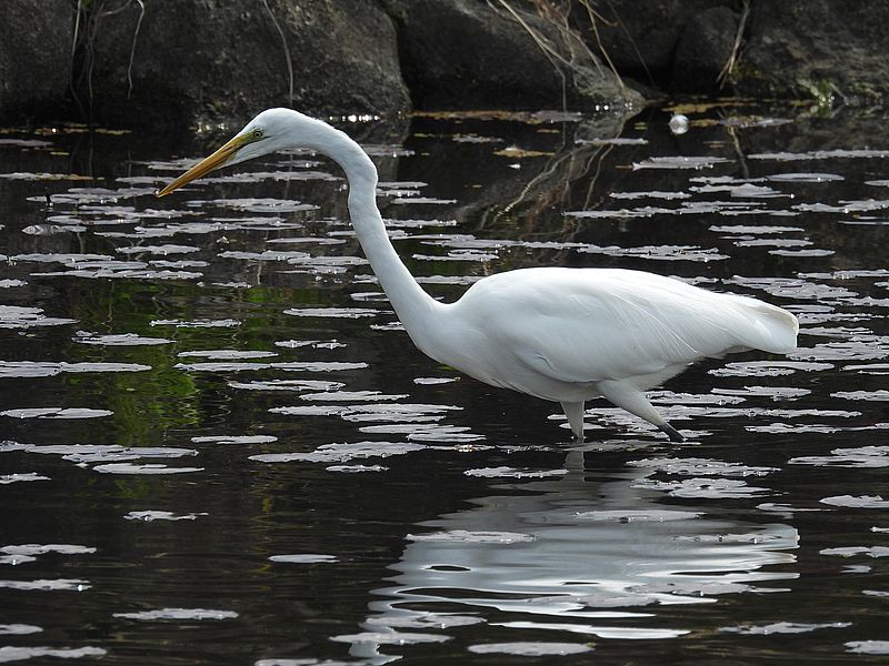 ダイサギちゃん