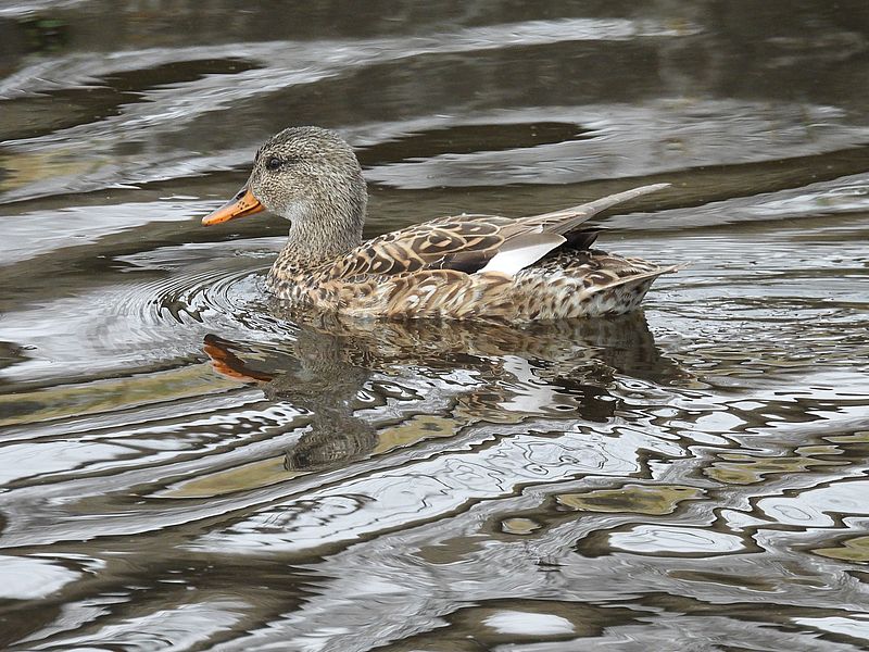 オカヨシ子ちゃん