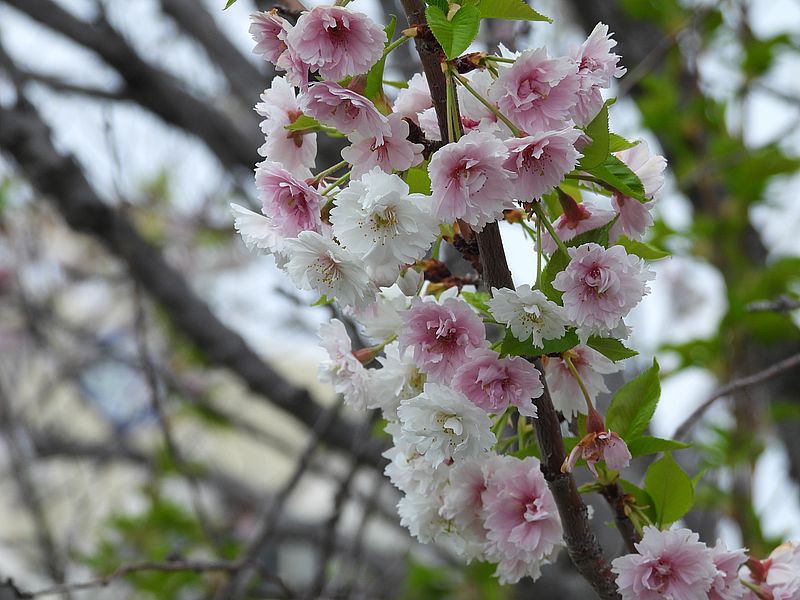 子福桜かなぁ？