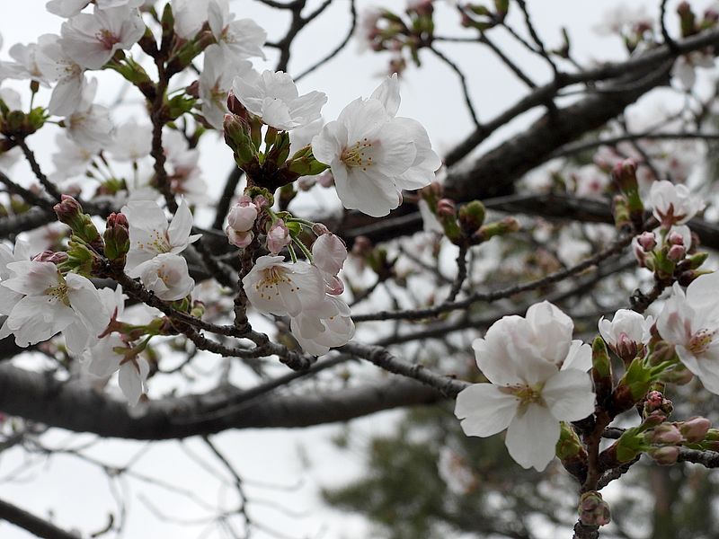 以楽公園のソメイヨシノ