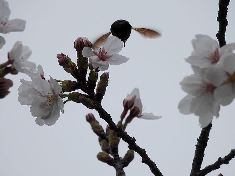 ビロードツリアブちゃん