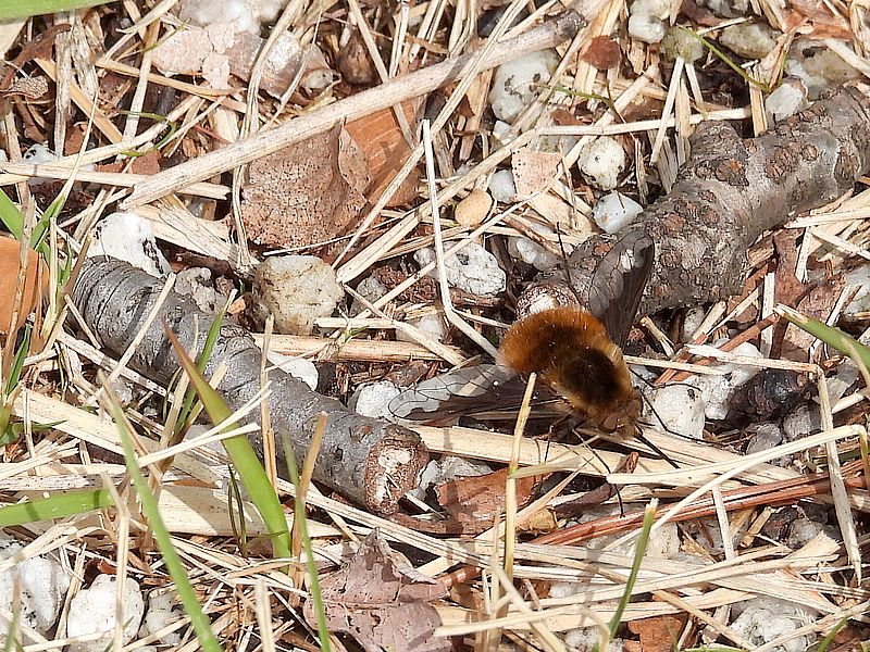 ビロードツリアブちゃん