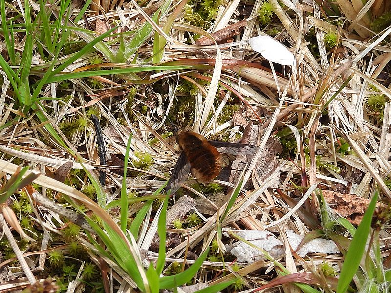 ビロードツリアブちゃん