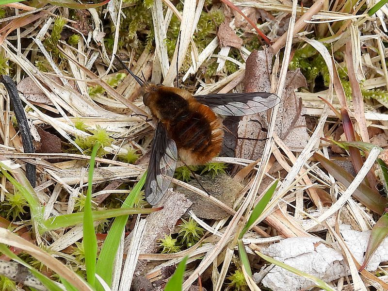 ビロードツリアブちゃん